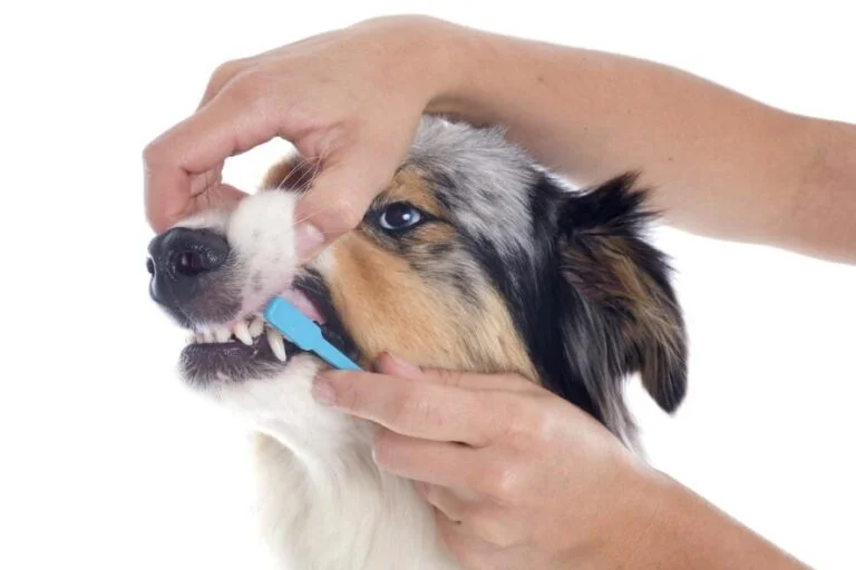 pet-dental
