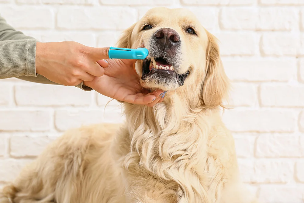 pet-dental